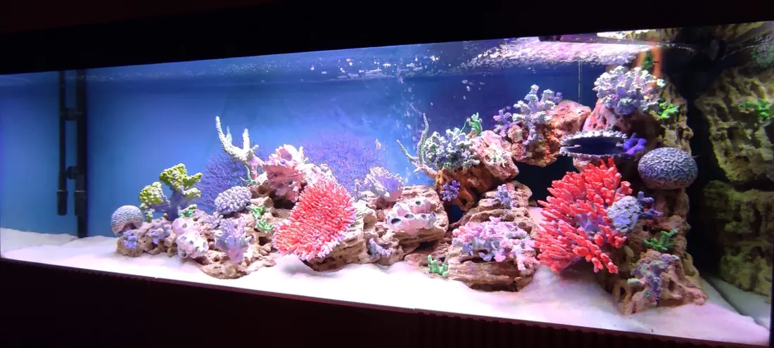 Яркие морские кораллы в рифовом аквариуме
